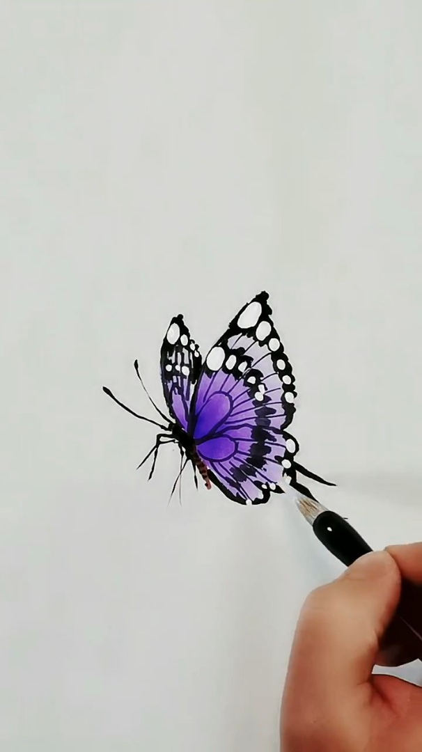 教你画蝴蝶,美丽的蝴蝶,蝴蝶飞,手绘彩铅画