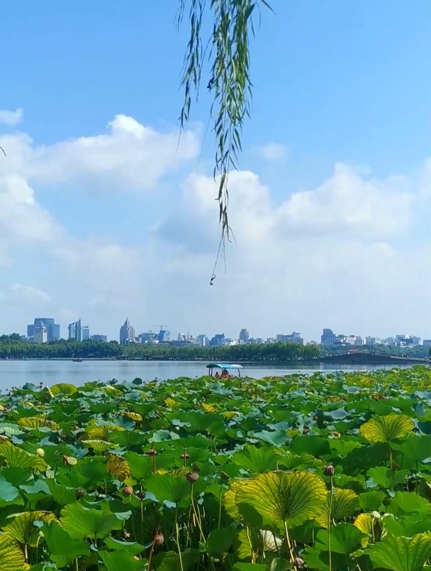 亚运游杭州,接天莲叶无穷碧的西湖美景