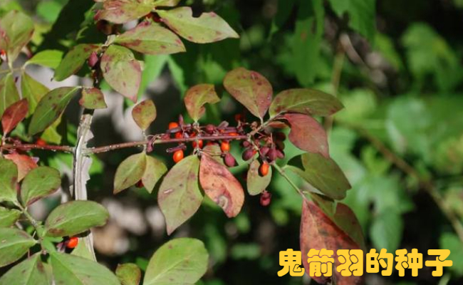 鬼羽箭和鬼箭羽的区别