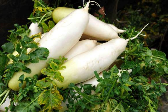 夏秋季萝卜高产必须加强这几项措施