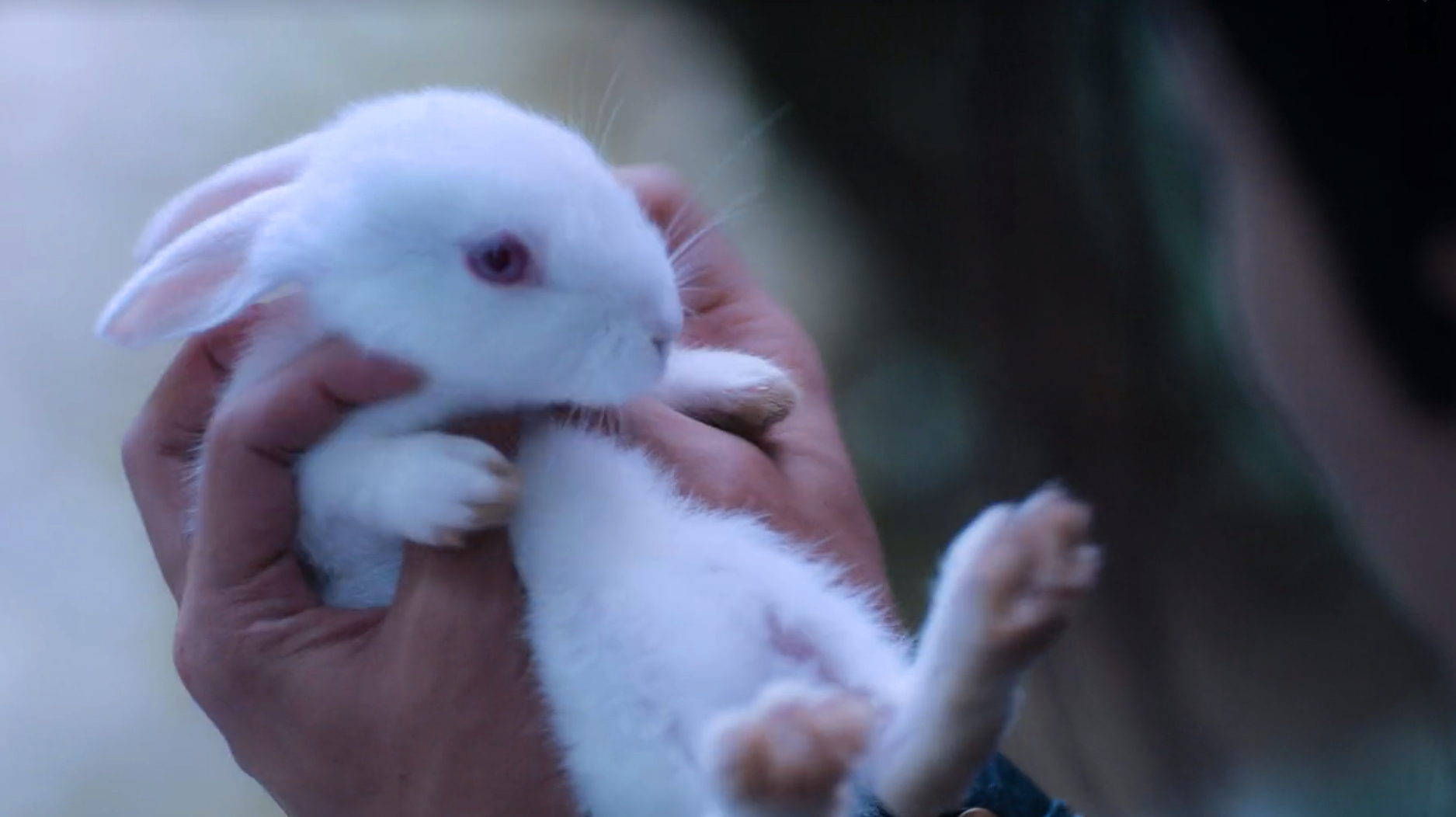 《陈情令》中多次出现的兔子,对忘羡意味着什么?