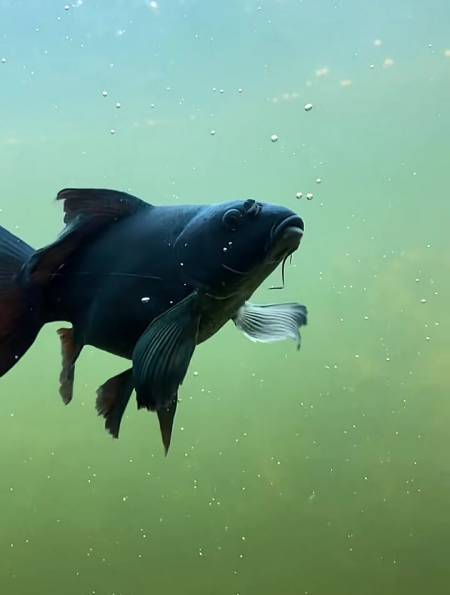 听说这就是镇缸神鱼,黑色蝴蝶鲤!蝴蝶鲤 观赏鱼-度小视