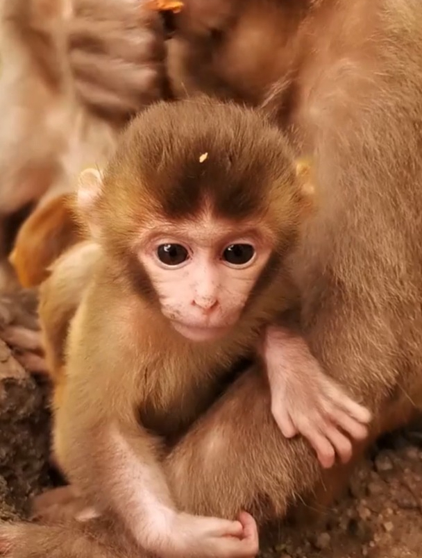 世界上最可爱的猴子图片