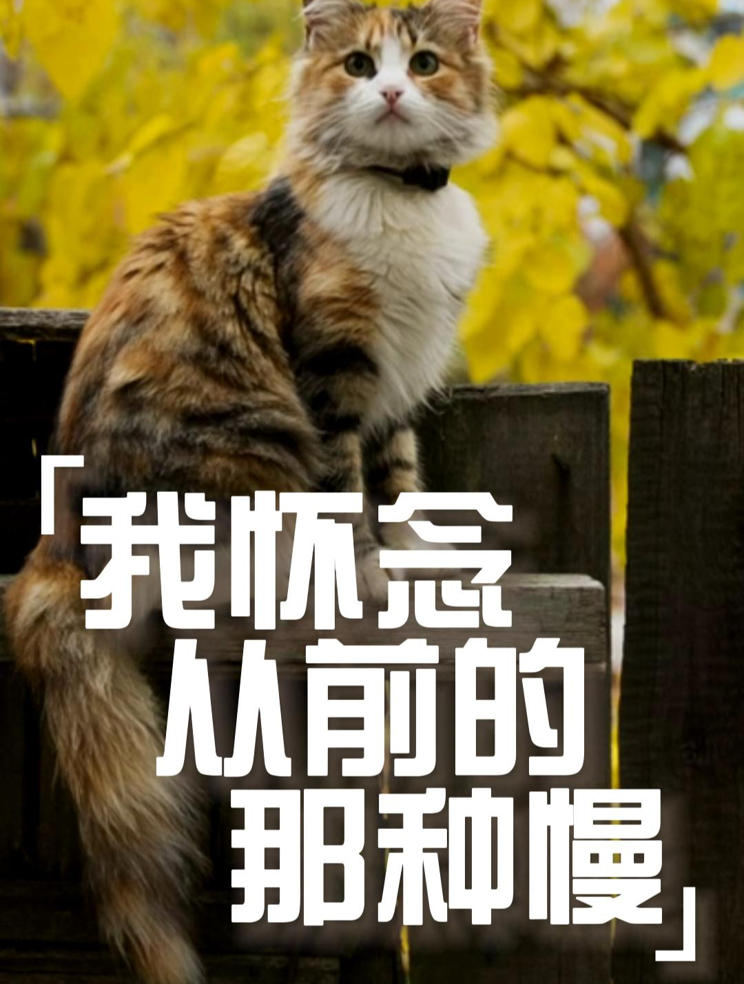 吴言电台|我怀念从前的那种慢|配音文案|喵星人