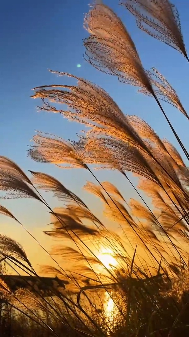 娱乐治愈风景:人生最大的遗憾,不是你错过了最好的