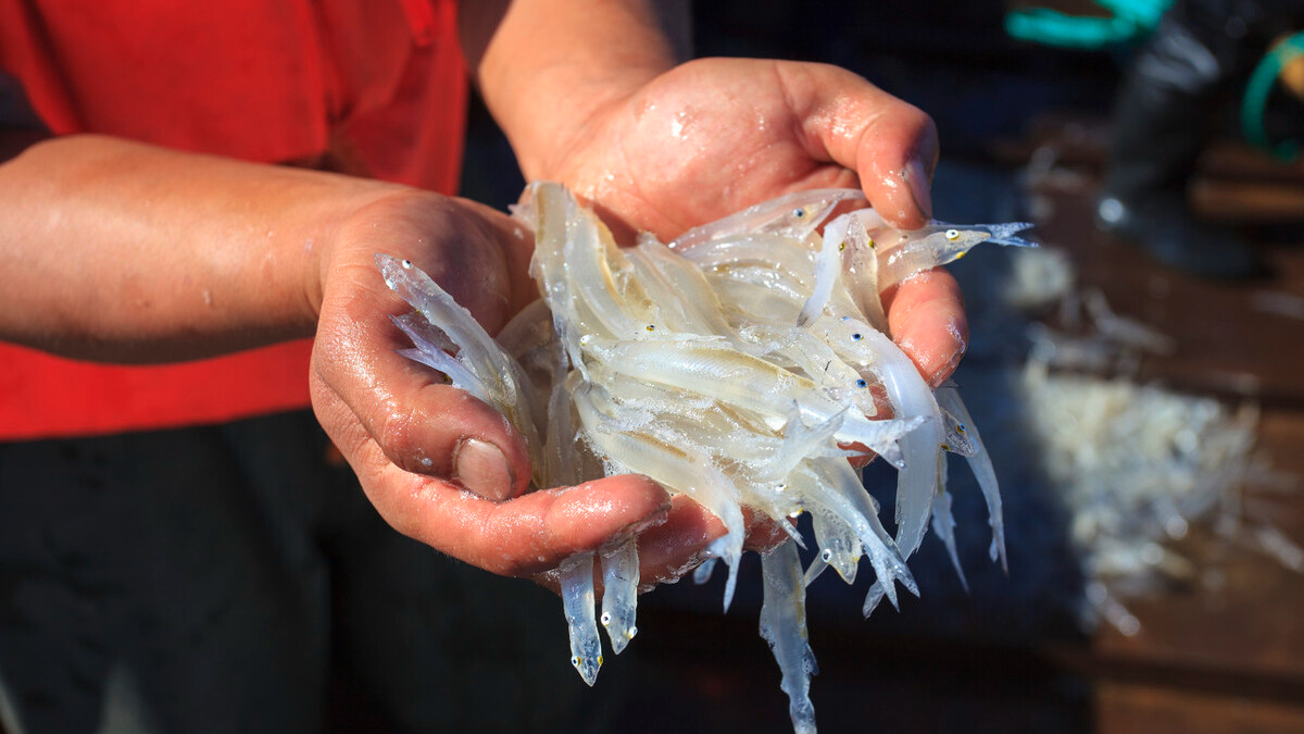 太湖銀魚移植21省,一條魚盤活一片湖,如今為何