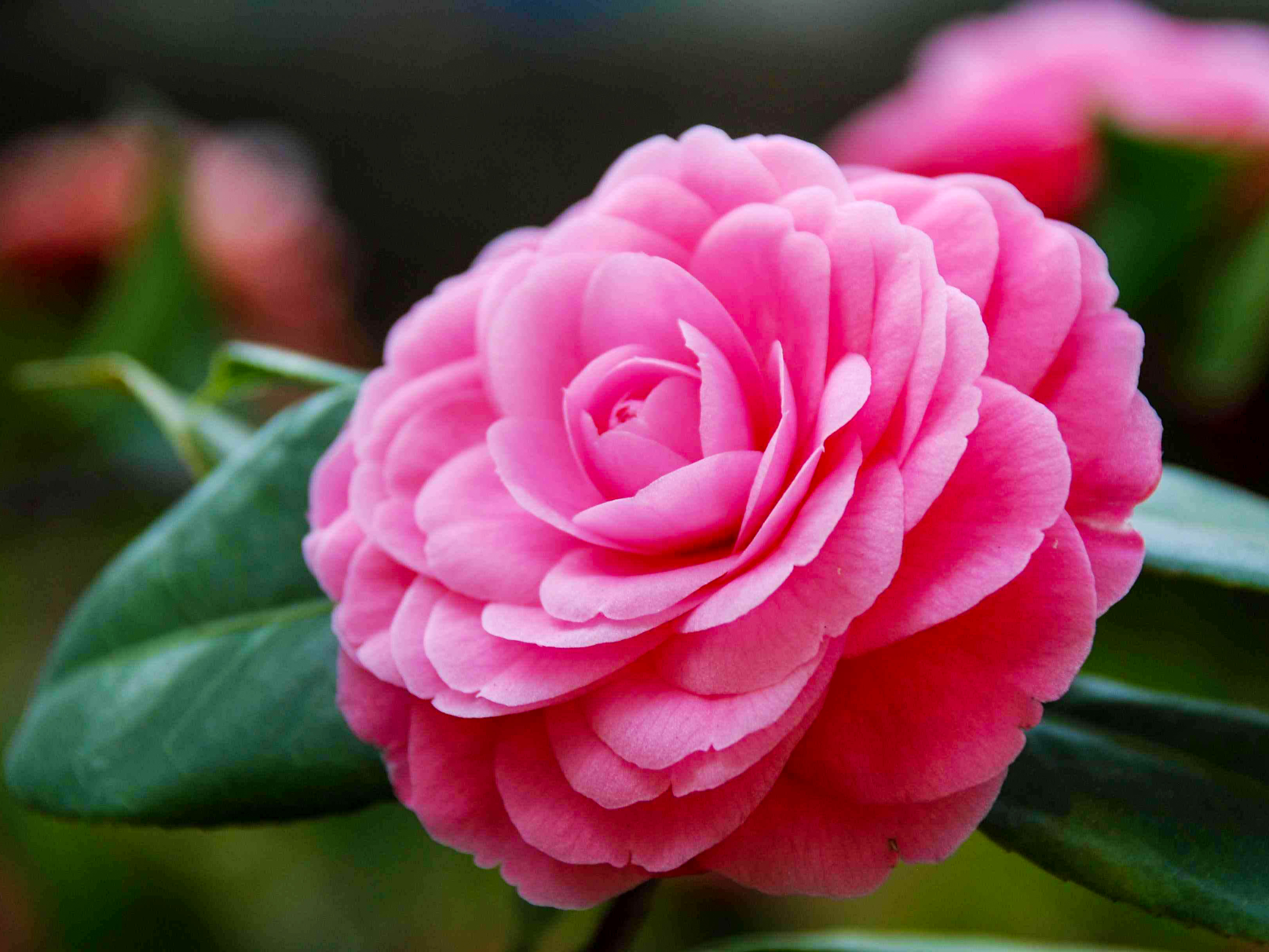 生辰守护花山茶花图片