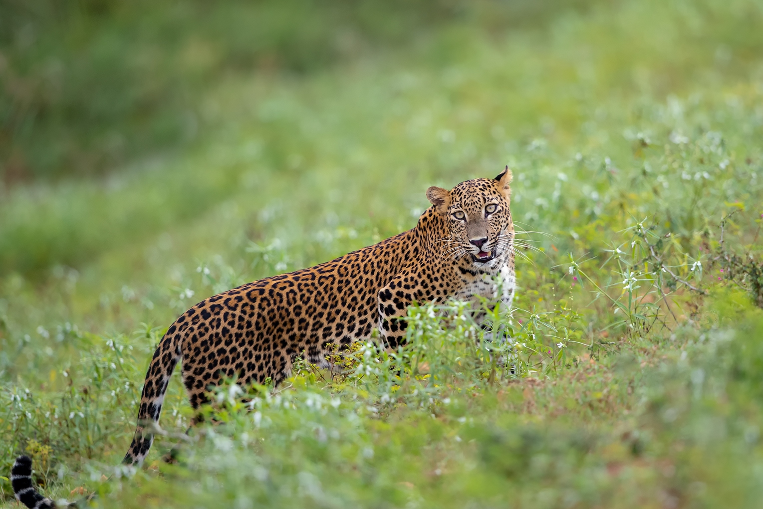 招财的小"网红"——金钱豹