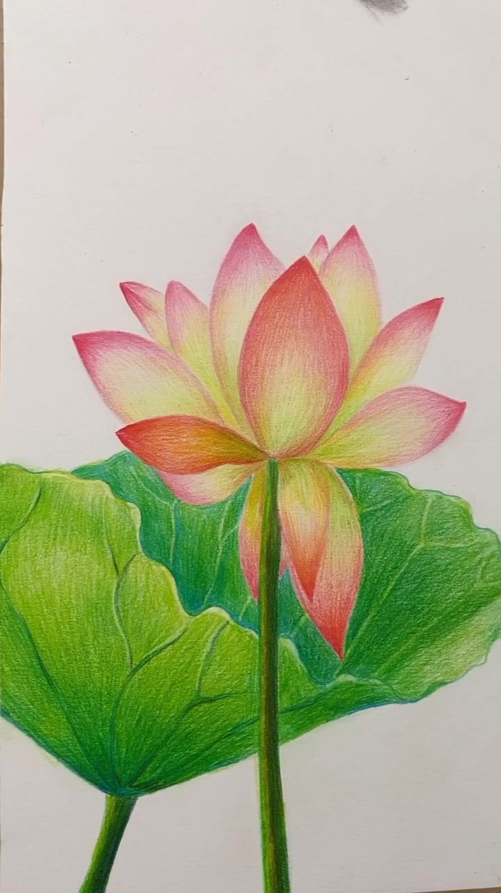 彩铅画,荷花手绘彩铅画