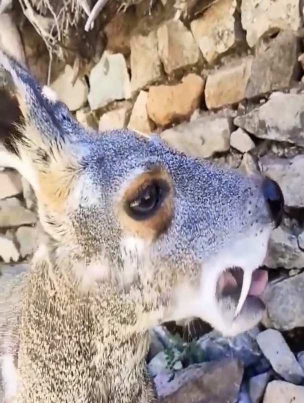 高原上的林麝,牙齿太漂亮了!