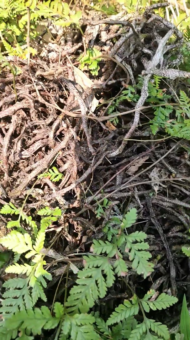 野生草药白毛蛇奇花异草祛风除湿-度小视
