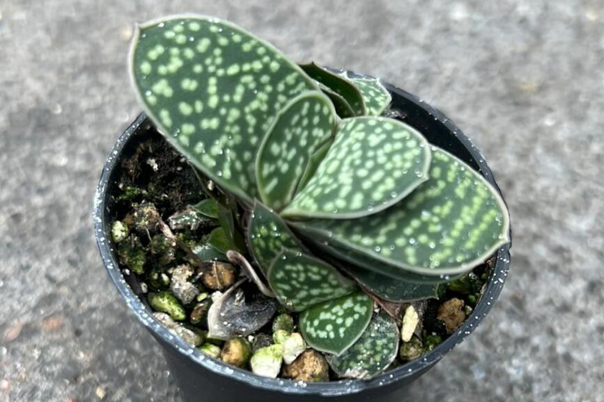 子宝多肉是一种观赏价值高且能吸收辐射的多肉植物,适合在明亮但不