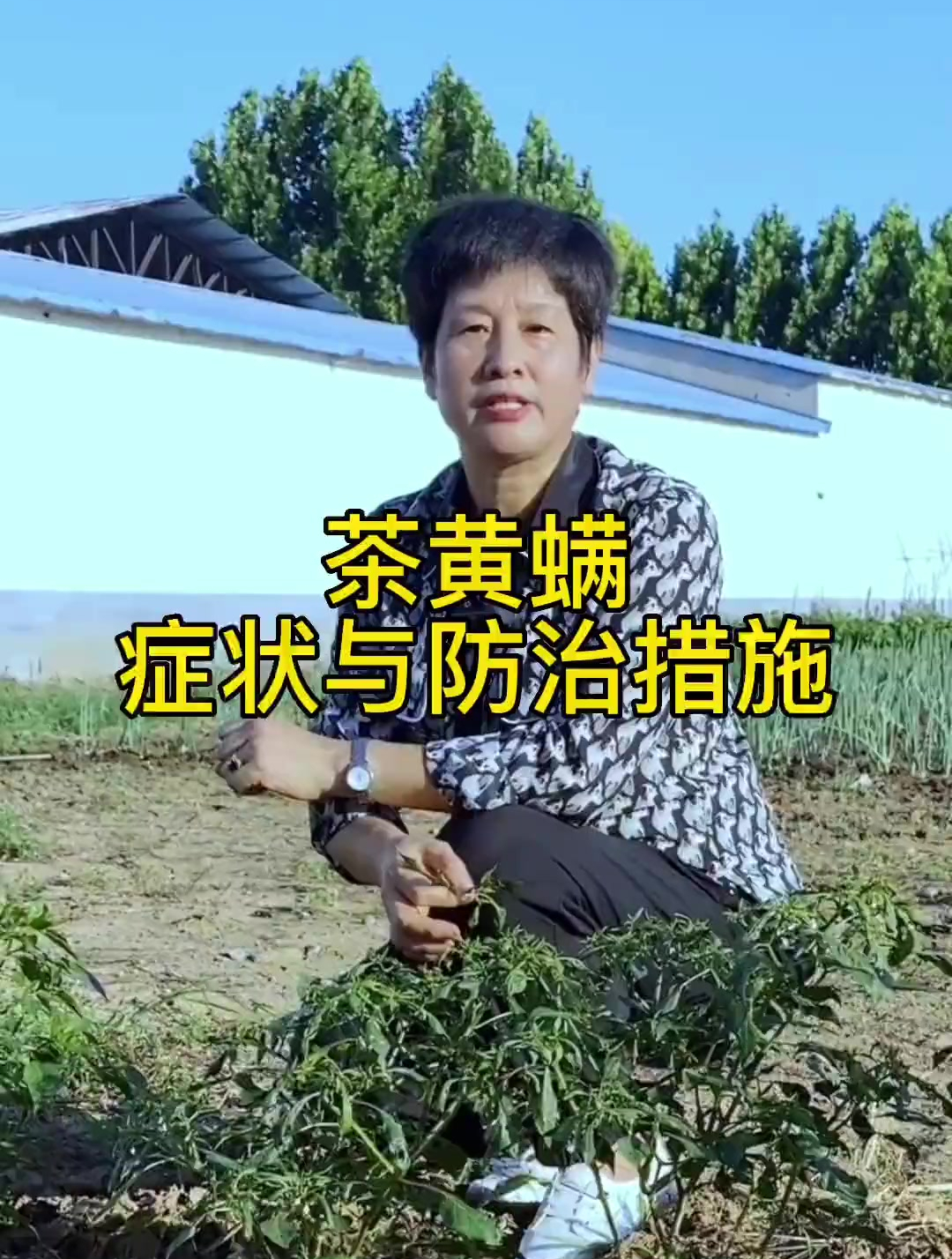 茶黄螨症状与防治措施