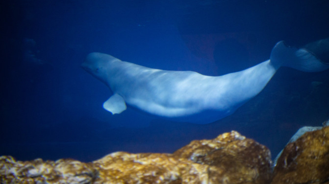 珠海横琴岛长隆国际海洋王国旅游攻略