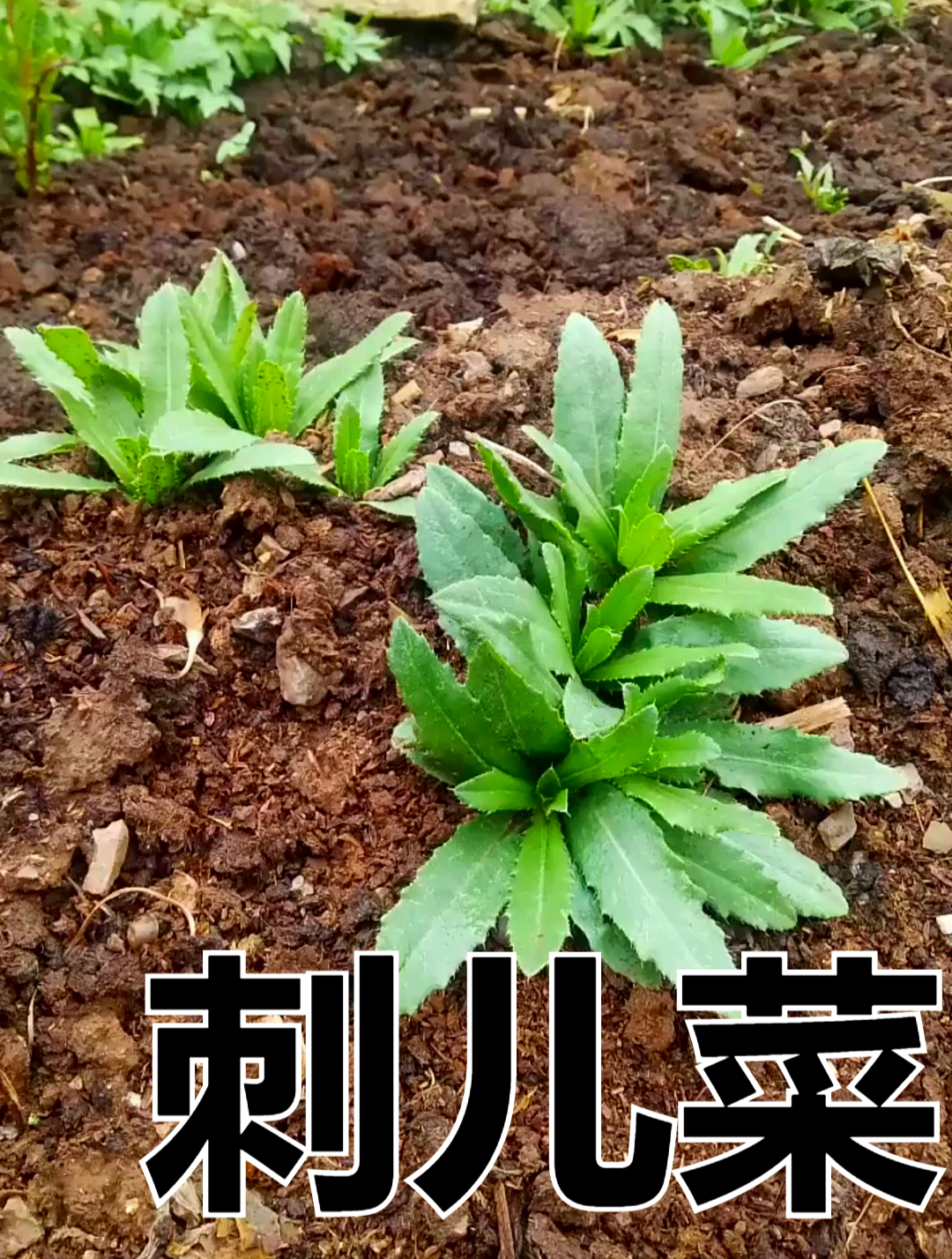 植物科普:刺儿菜也叫小蓟,它既可以食用也可以药用