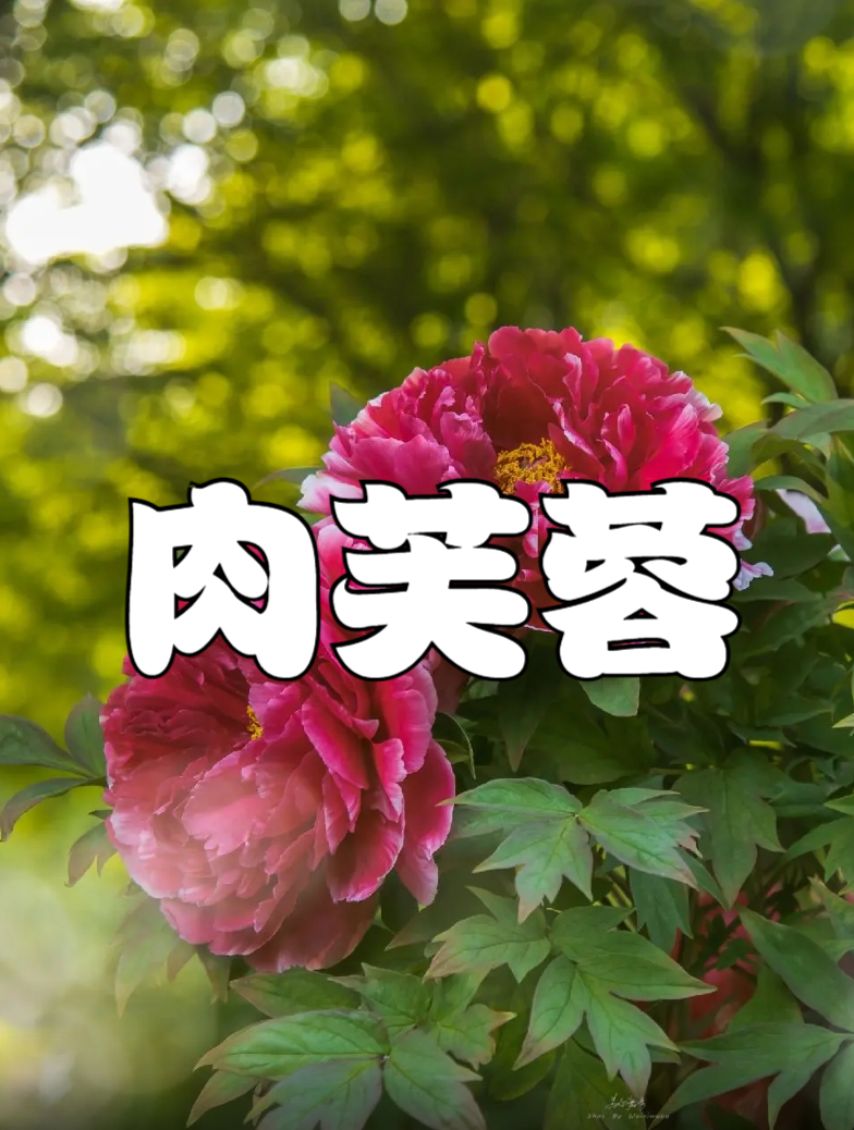 牡丹肉芙蓉图片欣赏图片