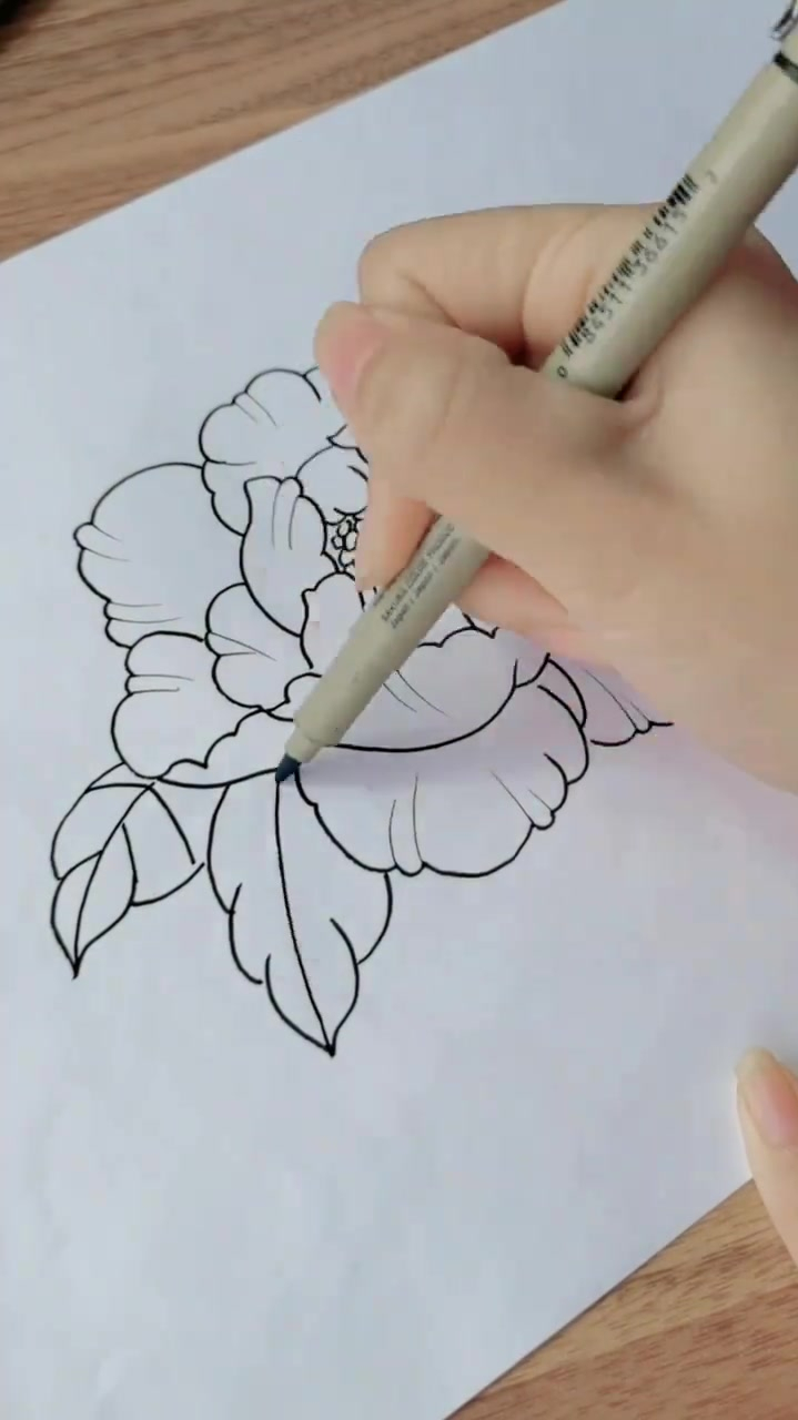 中国风,马克笔牡丹花线稿画手-度小视