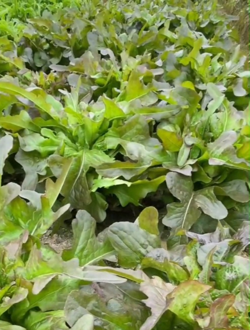 "紫油麦菜"生吃脆嫩香甜,营养丰富种植简单,阳台小院都能种!-度小视