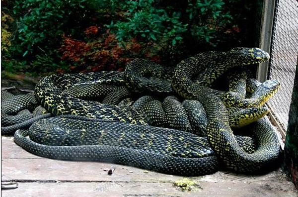 女人和蛇同居15年,蛇就睡在枕边,当家为亲