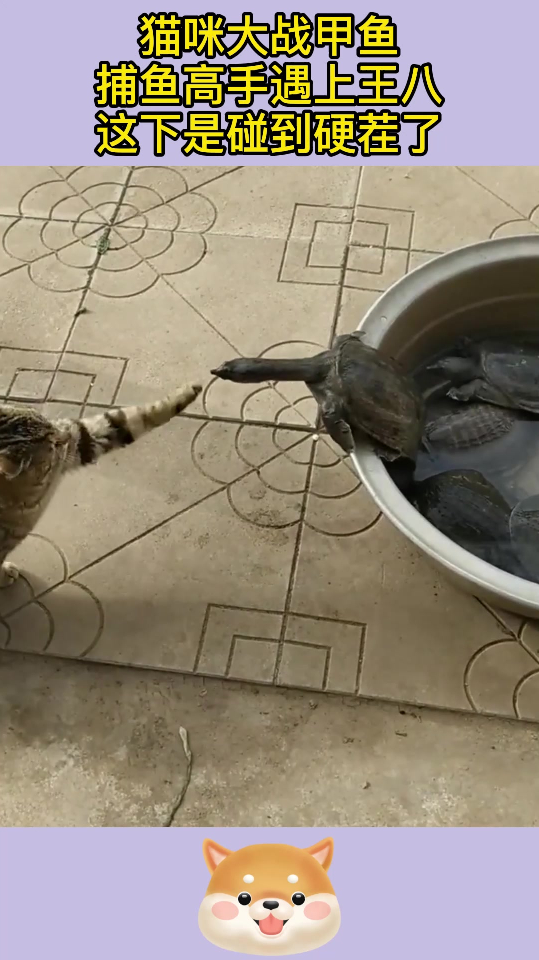 猫咪大战甲鱼,捕鱼高手遇上王八,这下是碰到硬茬了!