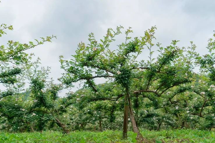 安顺市林业局到关岭自治县开展金刺梨及林下经济产业建设调研