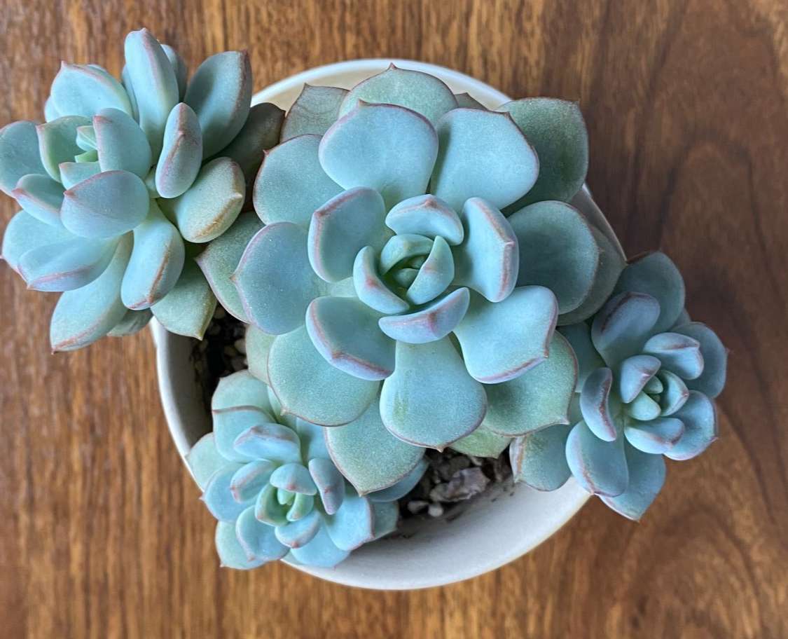 蜜桃格林,阳台上控养效果很明显的多肉,叶片短而圆,颜色粉嫩