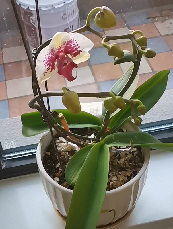 寒冬里开放的第一朵蝴蝶兰-枫叶,看着开心