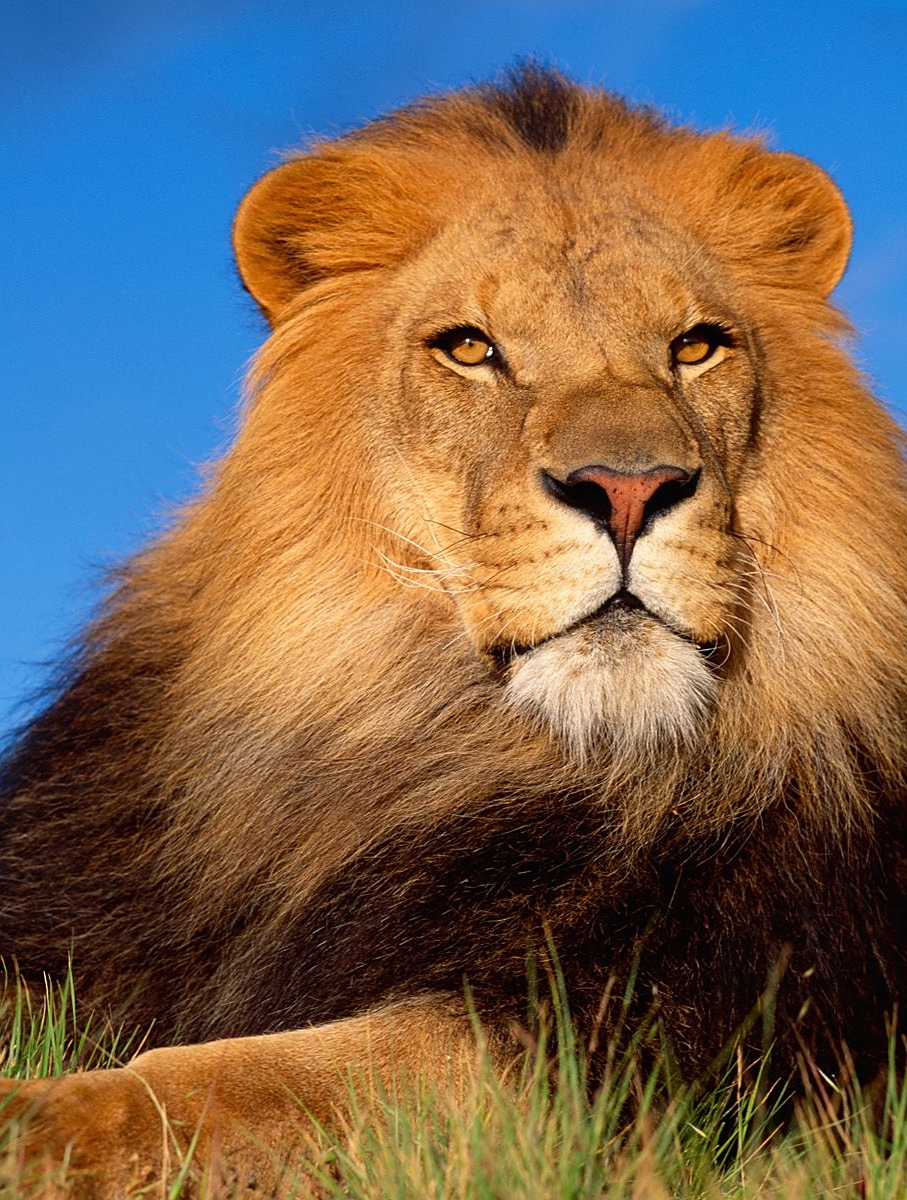 野牛身陷泥潭雄狮想要趁火打劫大快朵颐,却为此将自己