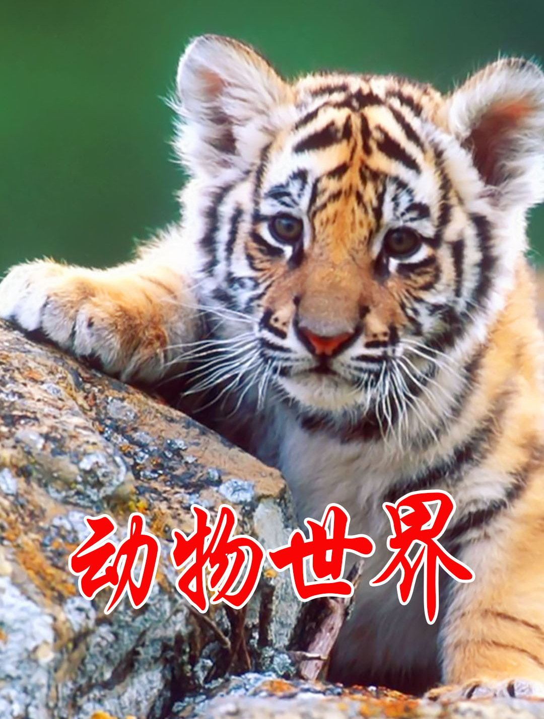 头顶液晶屏求偶的华美极乐鸟-度小视