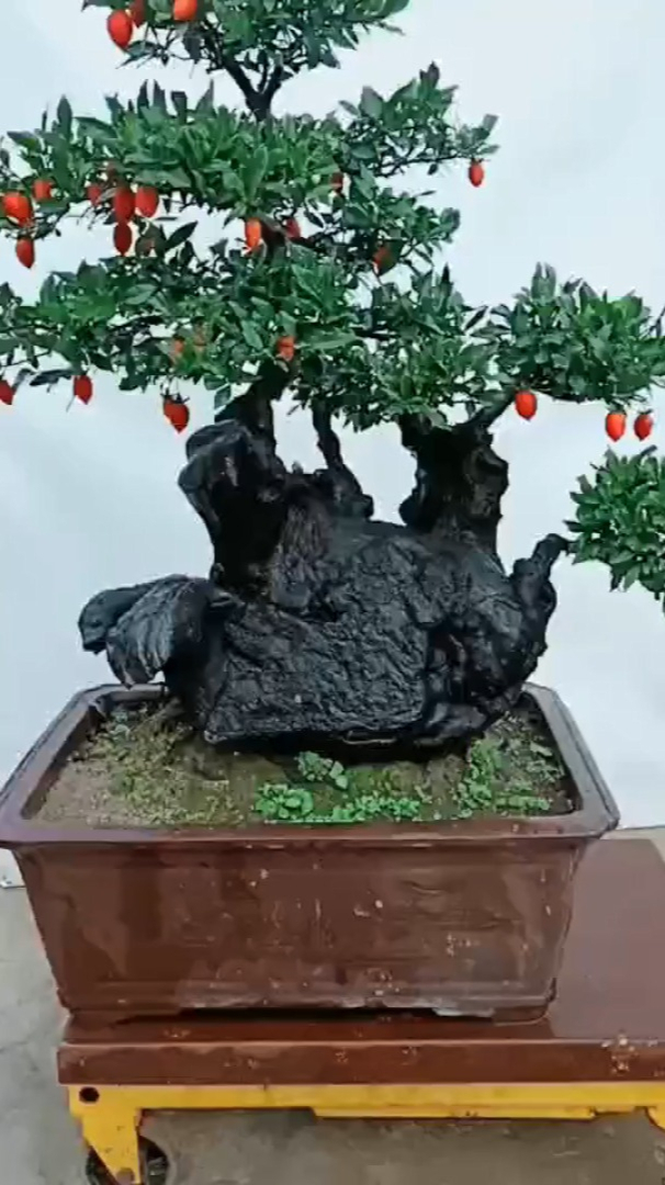 碳化大坨坨金弹子,估计得值5位数