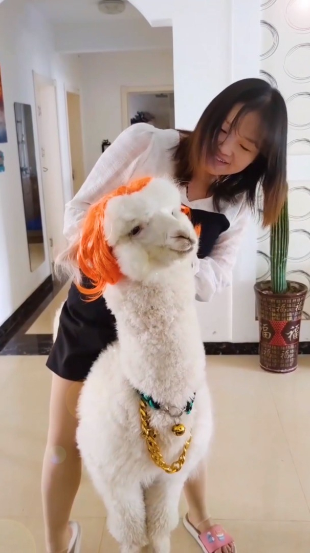 骑羊驼吐口水了啊