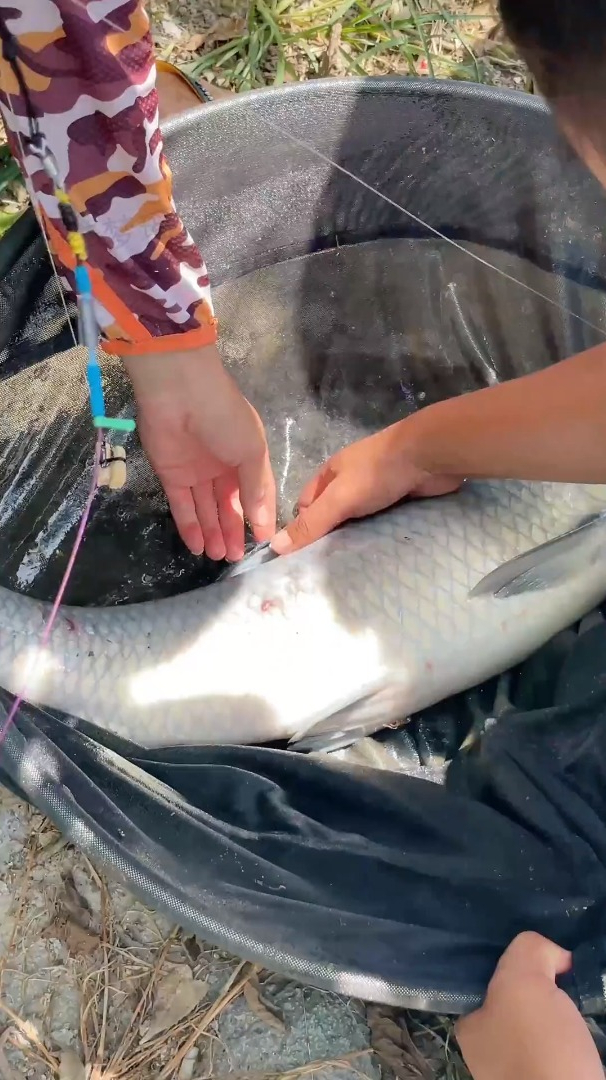 再次挑战青鱼标鱼.1000豆5小时,能中标吗-度小视