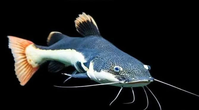 红尾鲶是一种怎样的生物?