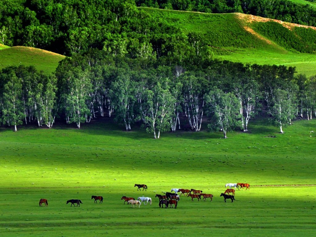 张北坝上草原:塞外风情,无尽的绿草蓝天