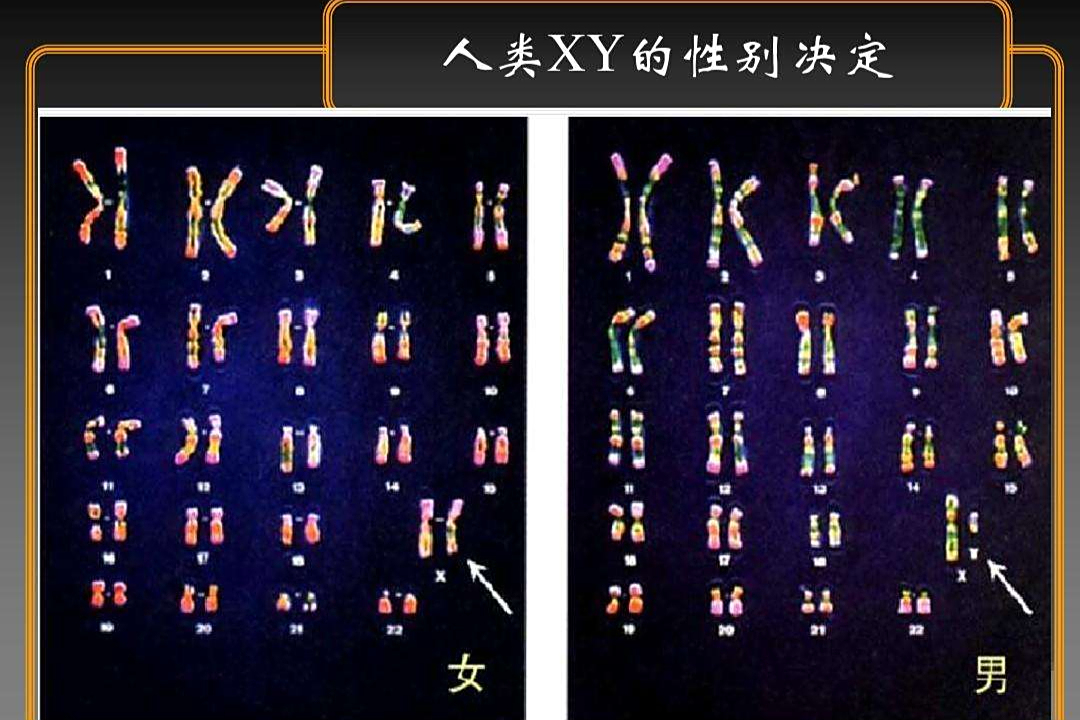 生命科学的重大突破:首个完整"无间隙"人类基因组序列公布!