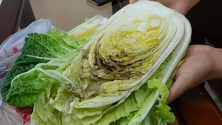 而最受大家欢迎的,非大白菜莫属.