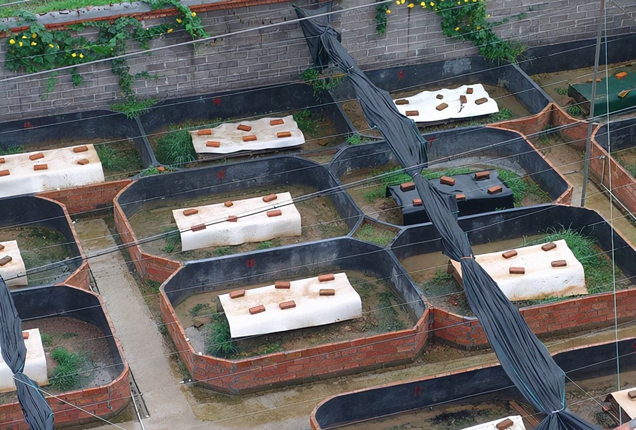 探秘"中国第一蛇村":村民"与蛇共舞"的背后,暗藏"致富经"