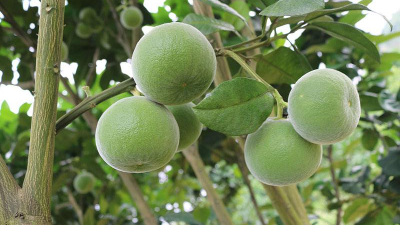 化橘红的神奇功效 baijiahao.baidu.com