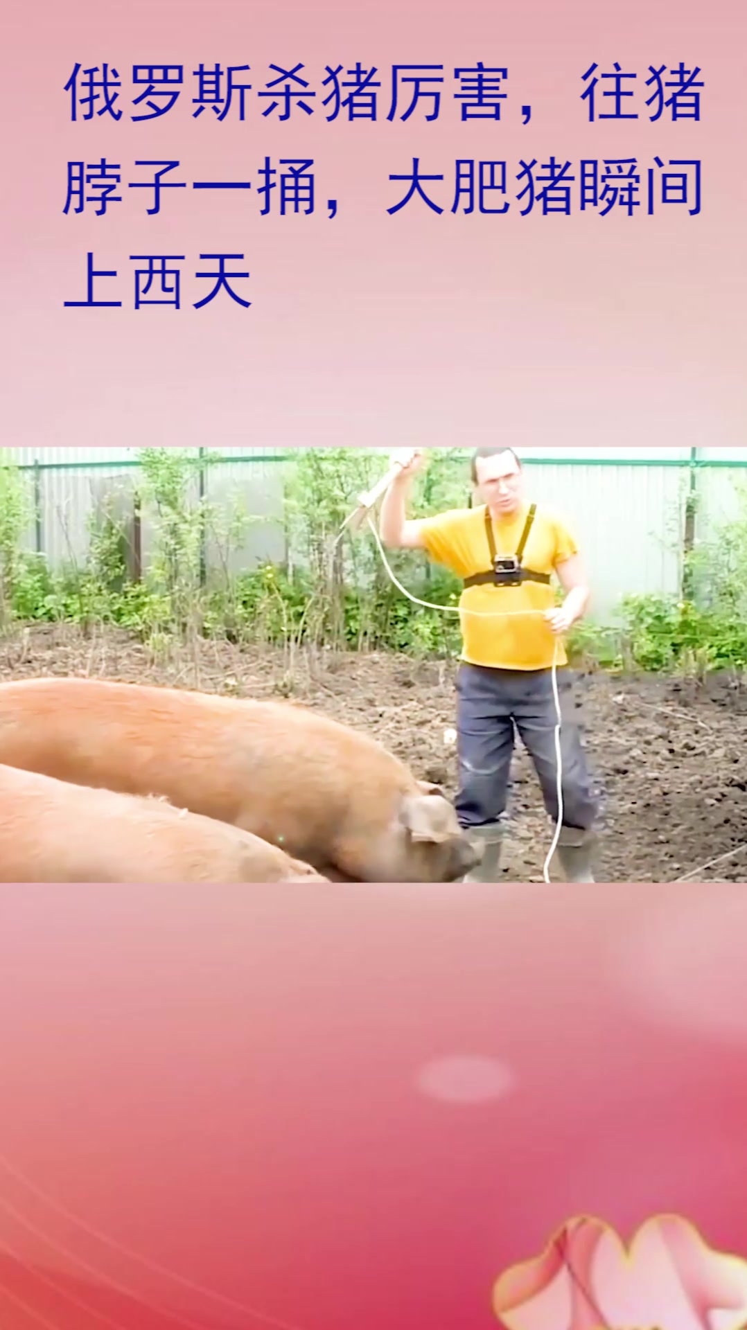 俄罗斯杀猪厉害往猪脖子一捅大肥猪瞬间上西天