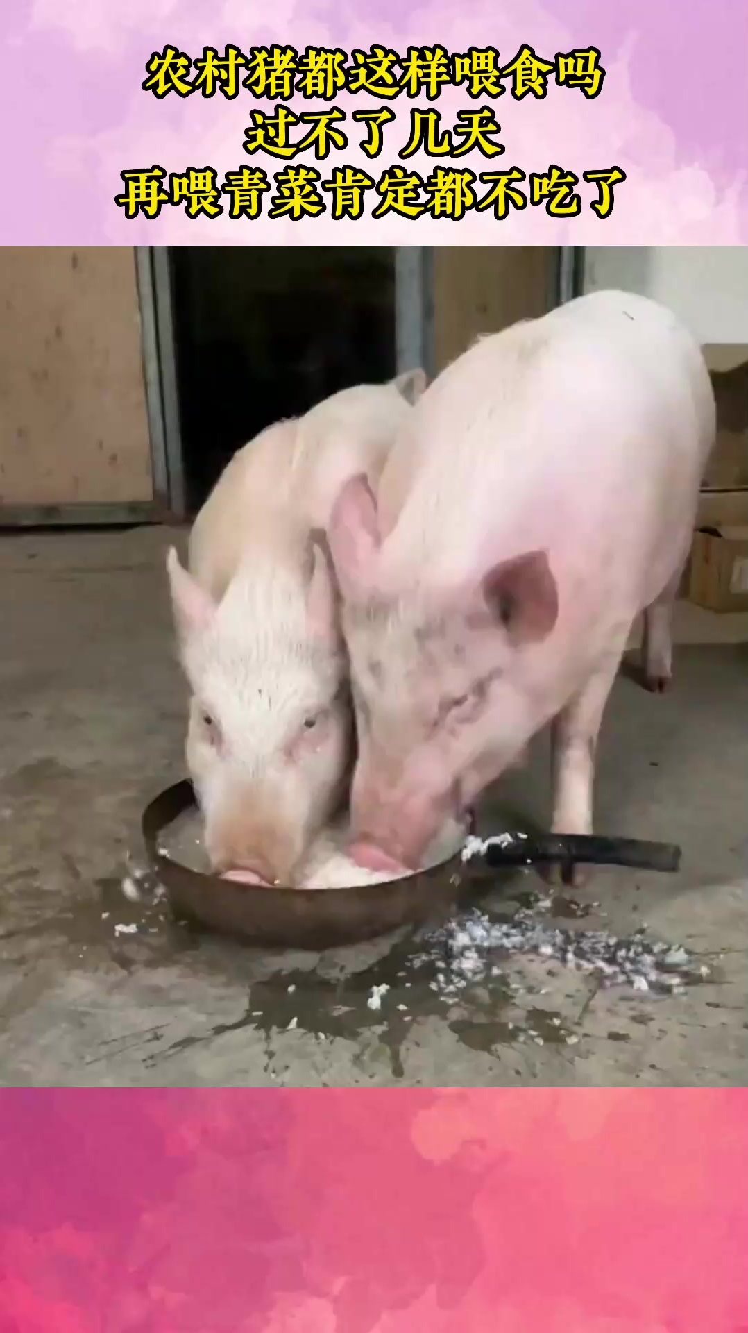 农村猪都这样喂食吗?过不了几天,再喂青菜肯定都不吃了