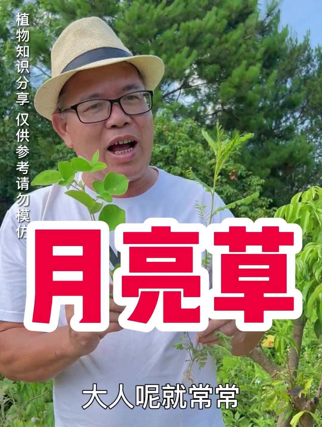 小孩不喜欢吃饭的看过来月亮草另一种用处给大家放在后面了