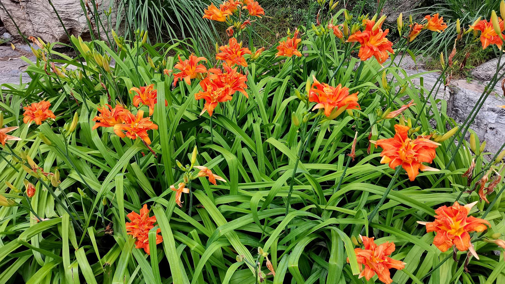 傍晚时分的忘忧草