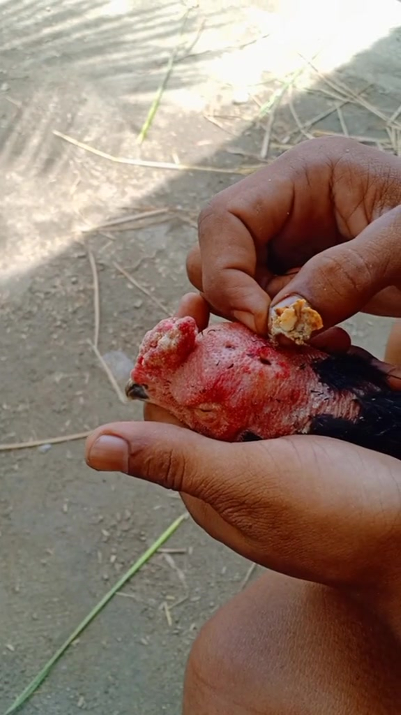 这鸡的痘痘有点大啊,直接炖了吧!