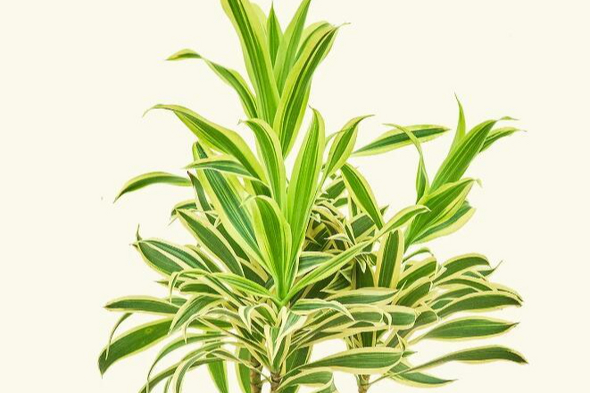 百合竹是一种常见的热带植物,需要较高的湿度和排水性土壤.