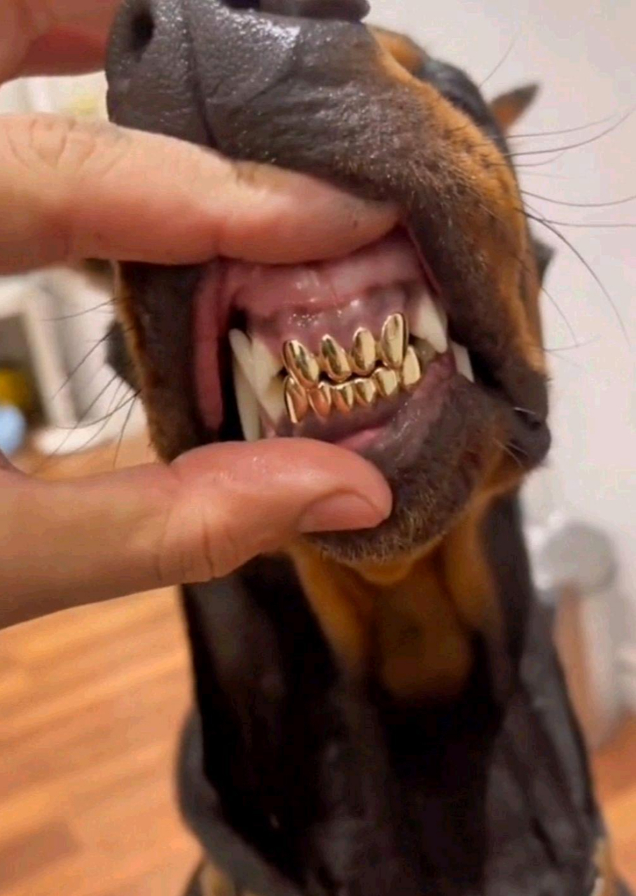 哈哈,狗嘴里吐不出象牙,但能吐出金牙!