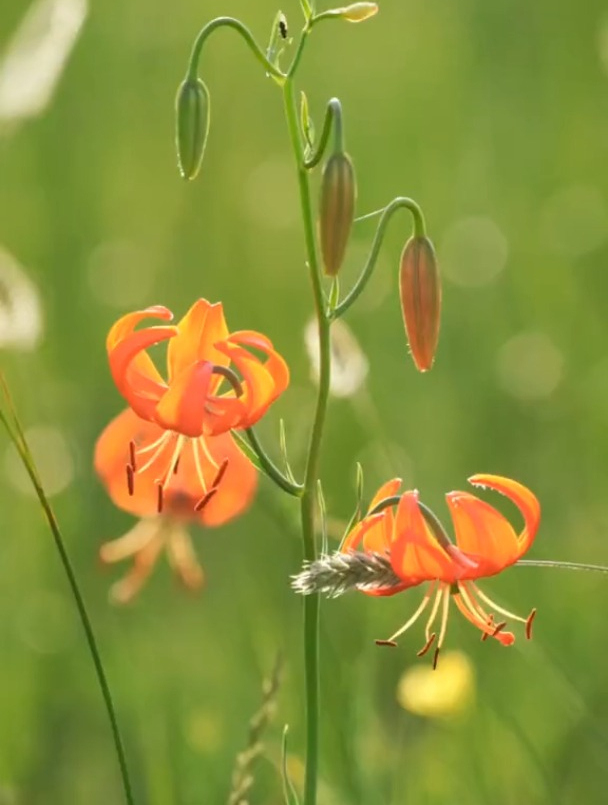 草原最美的花,火红的萨日朗!-度小视