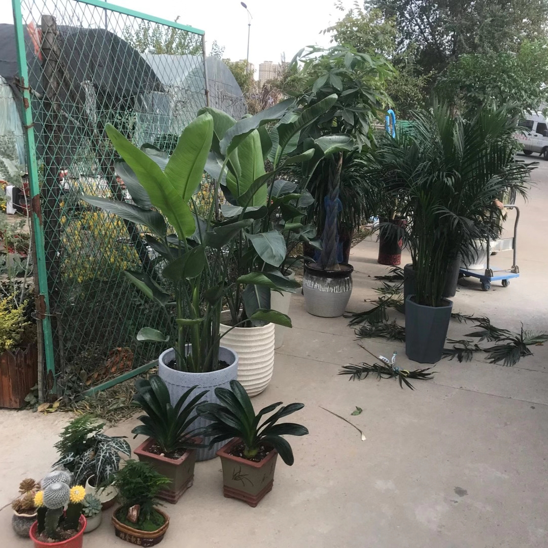 花卉种植,分步骤操作过程,保姆级养花教程分享!