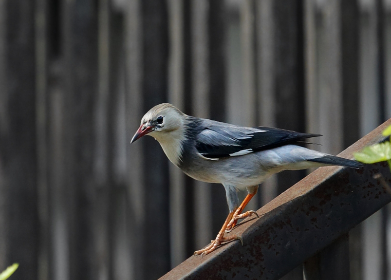 椋鸟应该怎么养?