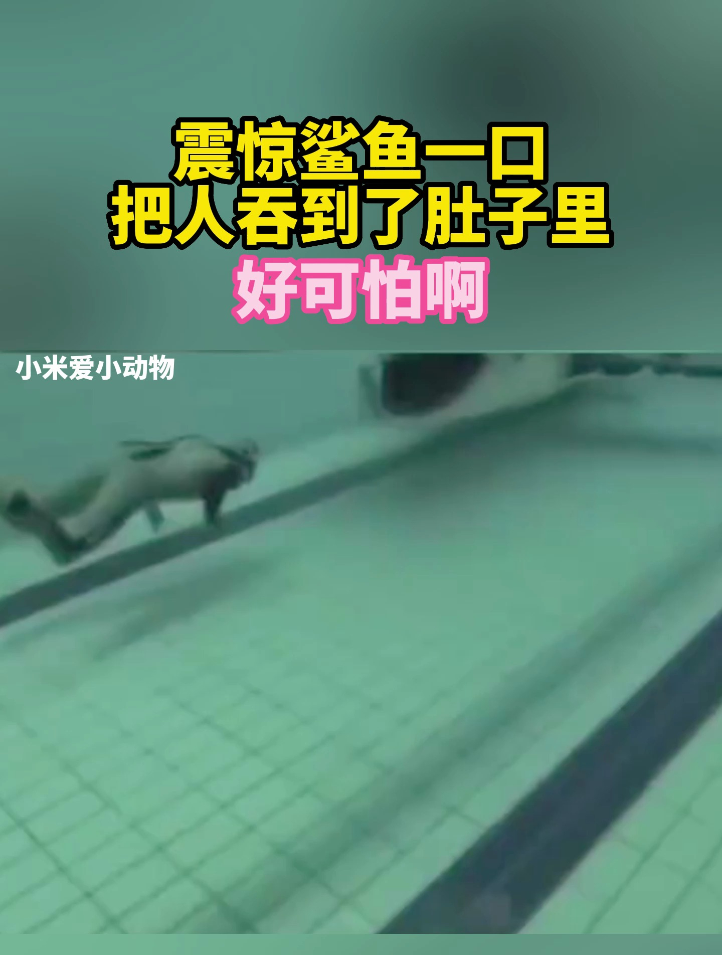 震惊,鲨鱼一口把人吞到了肚子里,好可怕啊