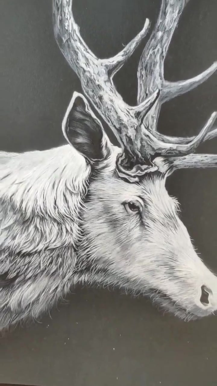 二刷,麋鹿彩铅画法来了